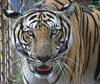 Tiger in Kampot Zoo, Cambodia by Asienreisender